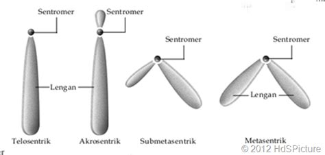 gambar bentuk kromosom  Jumlah DNA meningkat, karena DNA dari serat