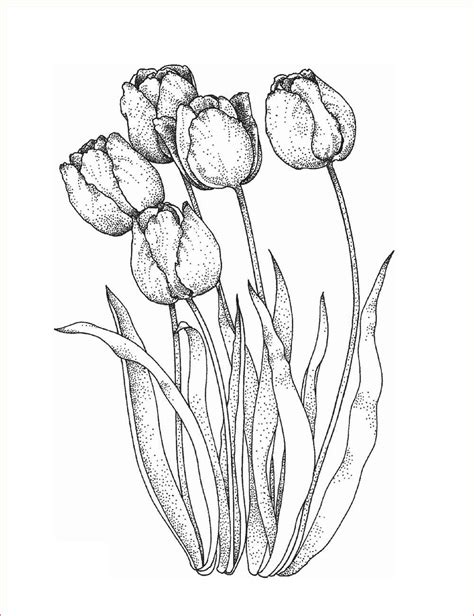 gambar bunga tulip sketsa  yandex