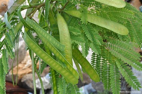 gambar daun lamtoro  Serbuk biji lamtoro berupa padatan berwarna coklat tua