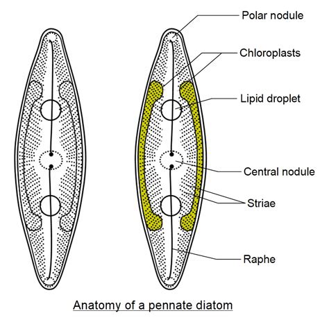 gambar diatom 