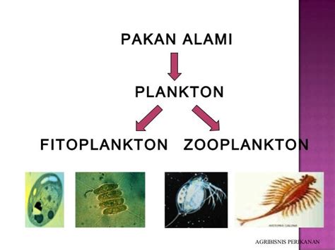 gambar fitoplankton dan zooplankton Plankton yang terdiri atas fitoplankton dan zooplankton merupakan makanan alami bagi larva organisme di perairan laut