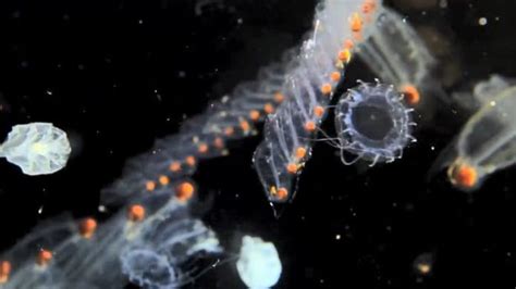 gambar fitoplankton dan zooplankton  3