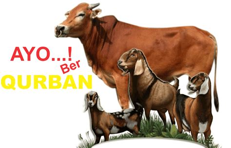 gambar hewan qurban png Gambar Penyembelihan hewan kurban PNG