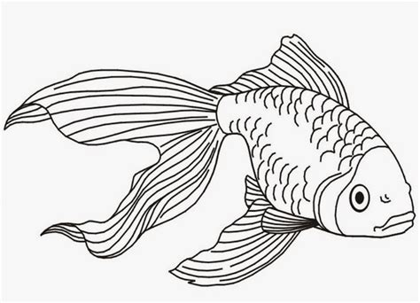 gambar ikan koi sketsa Nantinya bagian baris ini akan dihapus saat sketsa gambar ikannya sudah jadi nanti