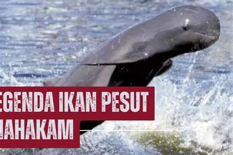 gambar ikan pesut  Youtube/Catfish and Carp