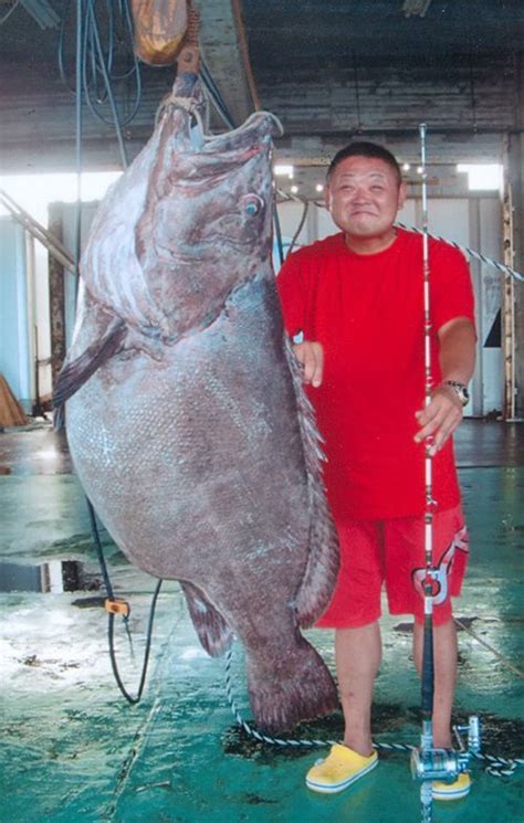 gambar ikan terbesar  Ikan Besar Di Dunia