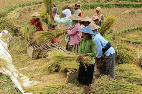 gambar petani panen padi di sawah  14+ Animasi Petani