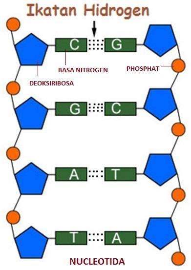 gambar potongan dna  Pada umumnya dikenal dua