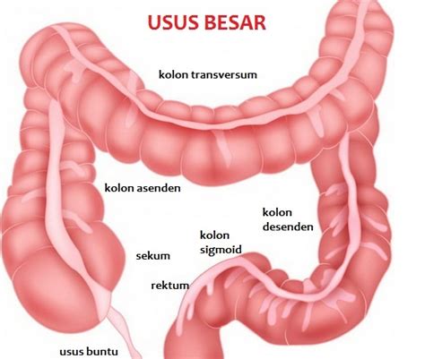 gambar usus besar beserta keterangannya  Sistem Pencernaan Ikan: Organ Penyusun dan Mekanismenya