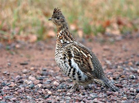 gambling the ruffed grouse According to the National Geographic Society, those three counties make up the most desirable place to visit in all of America — an assessment which probably doesn’t factor in the grouse hunting opportunities to be found there