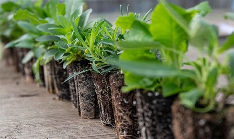 garden ready plug plants  Bellis perennis 'Pomponette' is perfect for filling beds, edging borders, and adding a splash of colour to window boxes and patio containers