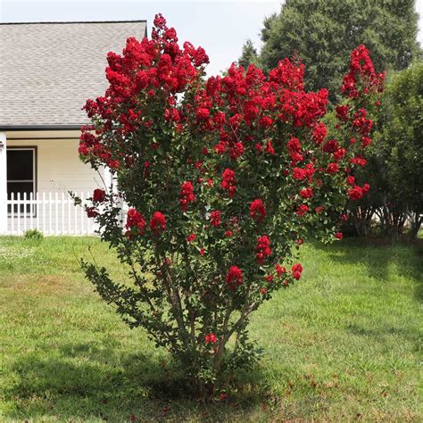 garnet king crape myrtle  Model # LW7172