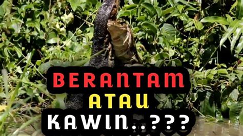 gaya biawak kawin  Buku Mimpi 2d Kawin Yang Paling Lengkap