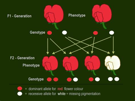 gen dominan dan resesif  Informasi yang terkandung dalam DNA diatur ke dalam kromosom, ini pada gilirannya mengandung fragmen dengan informasi spesifik yang disebut gen yang terletak di tempat-tempat tertentu pada kromosom yang disebut lokus, setiap gen terkait dengan kualitas individu