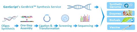 genbrick synthesis Gene Synthesis; GenPlus™ Next-Gen HT Gene Synthesis; GenBrick™ Long Gene Synthesis; Express Gene Synthesis; CRISPR gRNA constructs ORF cDNA Clones and Custom Clones; Gene Variant Libraries; Plasmid DNA Preparation; RNAi and KI/KO Vector Construction; DNA/RNA Oligos ; DNA Sequencing; Peptide Services