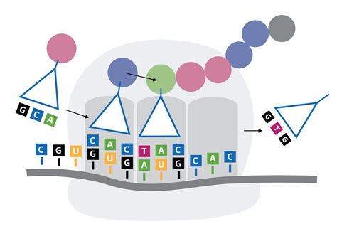 genbrick synthesis service As one of the leading gene synthesis companies, GenScript can synthesize more than 30,000 genes per month, with the longest synthetic gene fragment up to 200… Abraham Trueba on LinkedIn: GenScript Gene Synthesis ServicesOnline Quote Submission