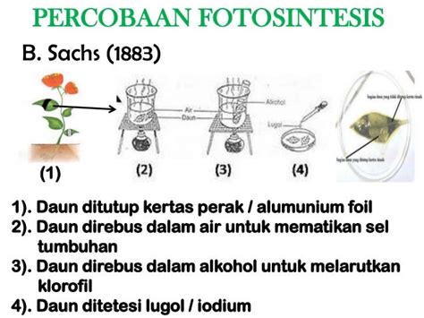 gerak bakteri menuju alga pada percobaan fotosintesis merupakan gerak <dfn> Memisahkan zat-zat warna yang terdapat pada suatu tumbuhan</dfn>