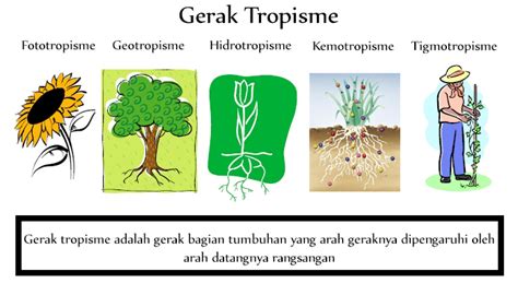 gerak pada makhluk hidup dipengaruhi oleh Usia