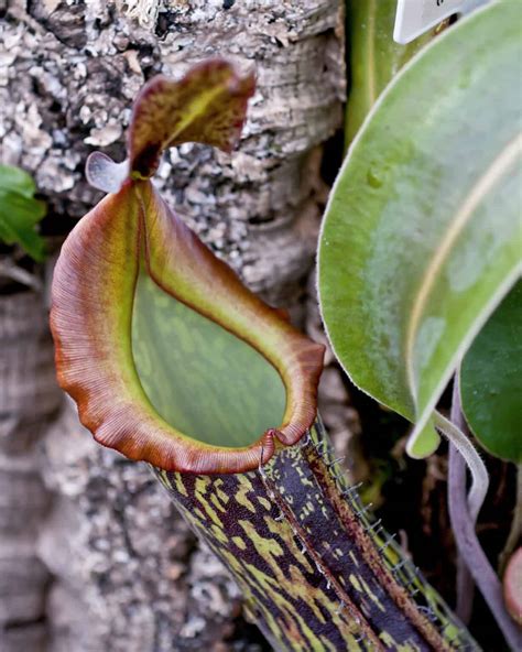 giant montane pitcher plant The value of ecological information in distinguishing between controversial montane Bornean taxa is demonstrated and a revised protocol for the collection and preparation of Nepenthes specimens is provided, designed to maximise the amount of ecologicalInformation retained in herbarium material