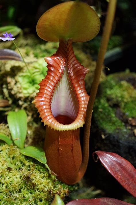 giant montane pitcher plant 8 inches) in diameter