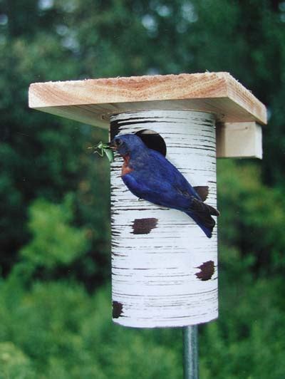 gilbertson nest box  The Bluebird Recovery Program of Minnesota (BBRP), recommended boxes include the Gilbertson PVC, Gilwood, and the Peterson