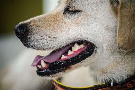 gingivitis perro virbac  Se puede aplicar a partir del