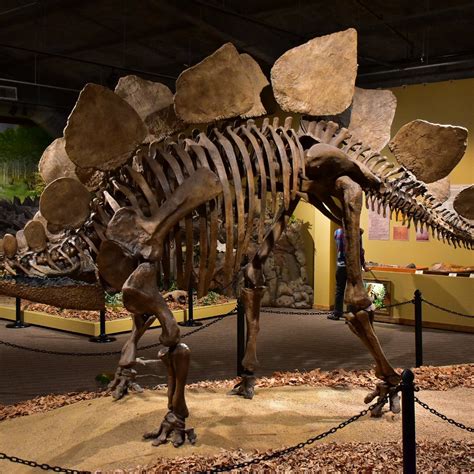 glendive dinosaur and fossil museum reviews What a once in a lifetime experience! Not many can say they have dug for dinosaurs and were the first to touch fossils millions years old