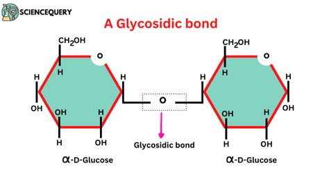 glycosidic bond pronunciation  The disaccharides differ from one another in