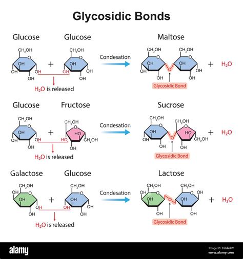 glycosidic bond pronunciation  Some flavonol glycosides