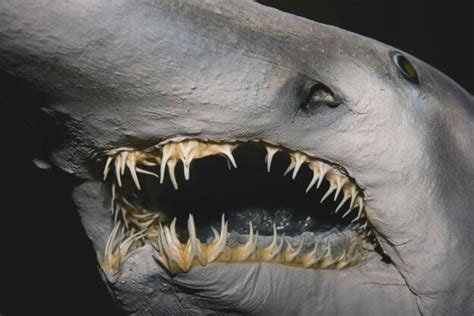 goblin shark mouth gif <samp> Make em about 100' long, eating yachts and shit</samp>