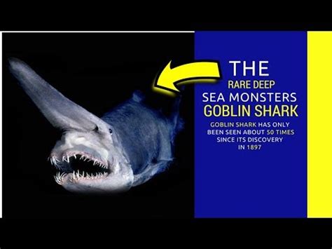 goblin shark predators  Goblin sharks are typically around 10-13 feet in length, however some specimens have been recorded to be as long as 18 feet