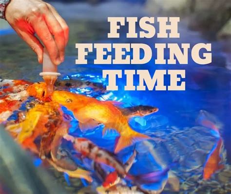 gold fish feeding time 89% of the bet back during spins