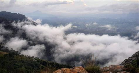 grass dew yercaud Flora and Fauna