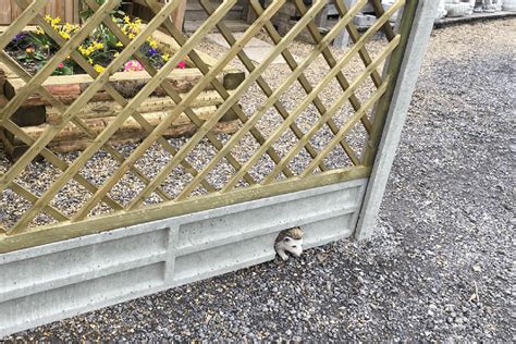 gravel boards selco Timber gravel boards are an essential piece of many garden features