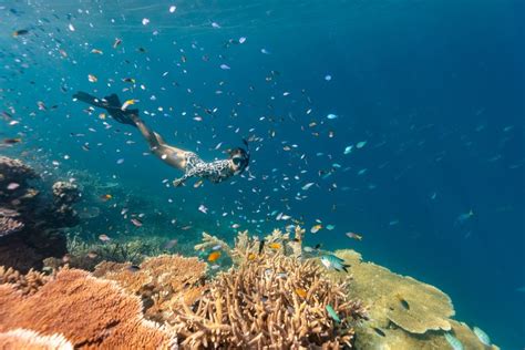 great barrier reef day tours from airlie beach Discover Tours