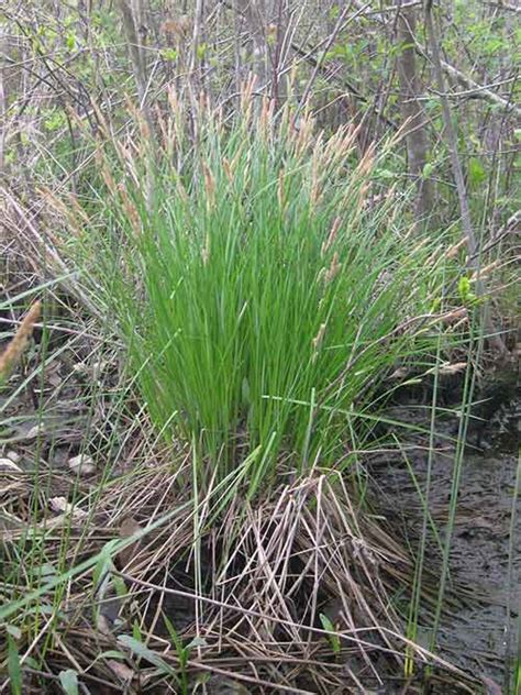 green bulrush pa ecotype ) in the Americas, all of which grow in moist environments and can be used as a wild and nutritional addition to the human diet