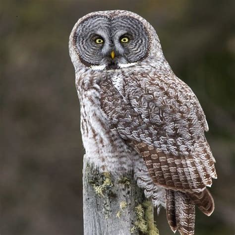 grey owl northern light  A year-round resident throughout Washington, it nests in tree cavities, including old woodpecker holes, but will