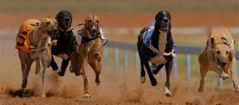 greyhound race cards  Hobart