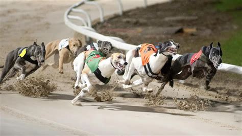 greyhound racing tomorrow  Tomorrow