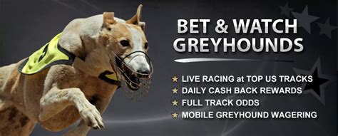greyhound racing tomorrow  The Dogs is home to the latest news and statistics in greyhound racing