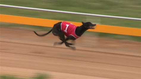 greyhounds wa results Results for meeting held at Northam on Monday, 6