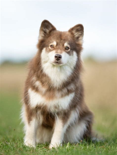 grim finnish lapphund  The cost to adopt a Finnish Lapphund is around $300 in order to cover the expenses of caring for the dog before adoption