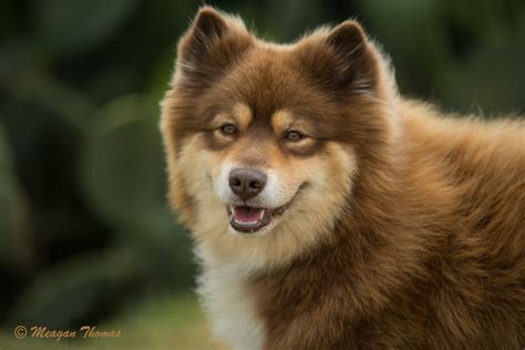 grim finnish lapphund Here are our dog shampoo for Finnish Lapphund reviews