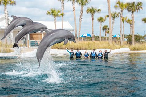 gulfarium marine adventure park coupons  Get up to 50% OFF discount with our exclusive Gulfarium promo and coupon codes Nov 2023