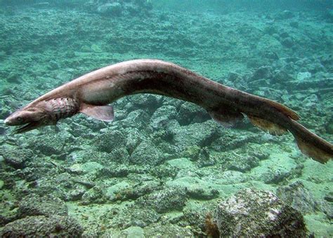 gw2 frilled shark  26346)