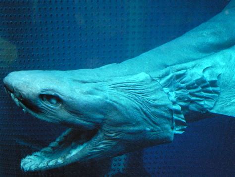 gw2 frilled shark  Officials from the Tokyo Sea Life Park