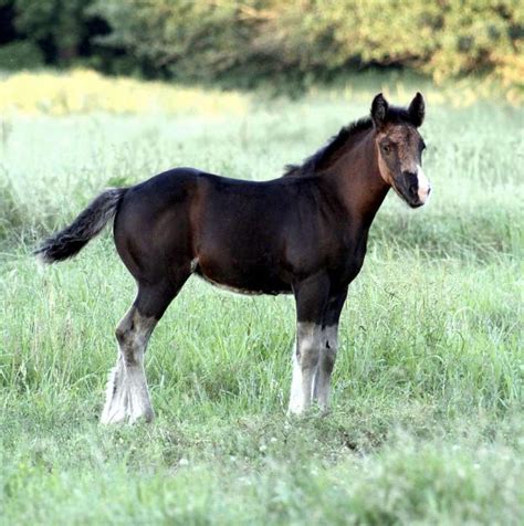 gypsy vanner for sale texas  we raise Gypsy Horses (cobs/vanners) Leo Son of Lion King CR stallion at stud, youngstock and riding gelding for sale