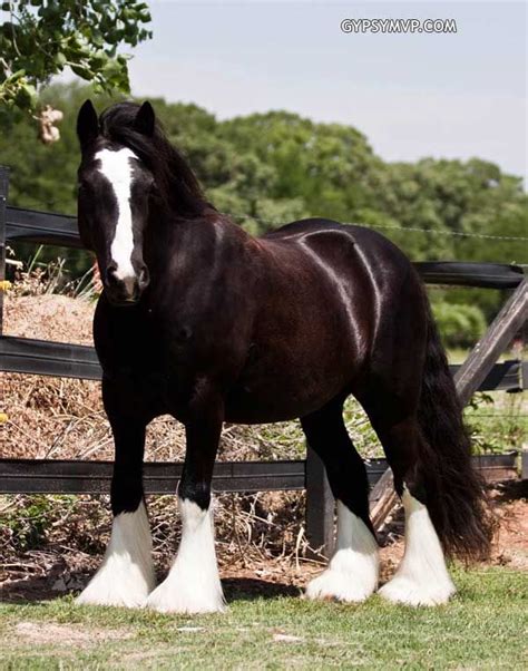 gypsy vanners for sale  For more info about our Gypsy VannersGypsy Vanner