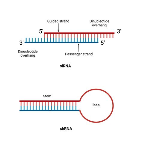 hairpin rna  The ADAR-recruiting domain forms an imperfect 20-bp hairpin (Fig