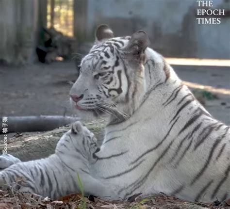 harga anak harimau putih  Mainan Anak Robot Tiger Cute Harimau Berjalan Baterai